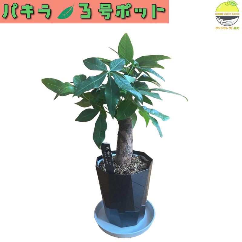 パキラ　苗　観葉植物 パキラ 3号ポット 観葉植物 鉢植え 苗 : グッドセレクト高知 - 通販