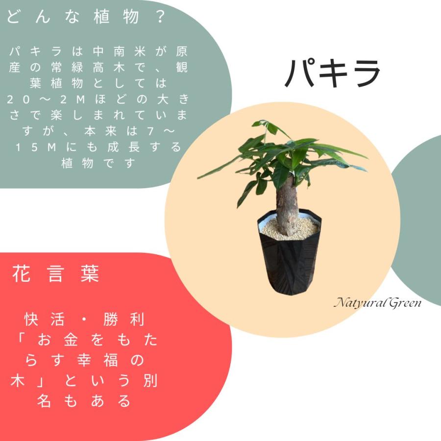 パキラ 3号ポット 観葉植物 鉢植え 苗 : グッドセレクト高知 - 通販