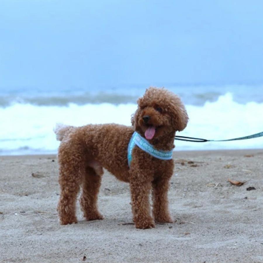 hakusan ハクサン リード 犬 クッション ショート 小型犬 中型犬 大型犬 ハンドル付 ベーシック シングル アロハメッシュクッションリード｜goodslabo｜07