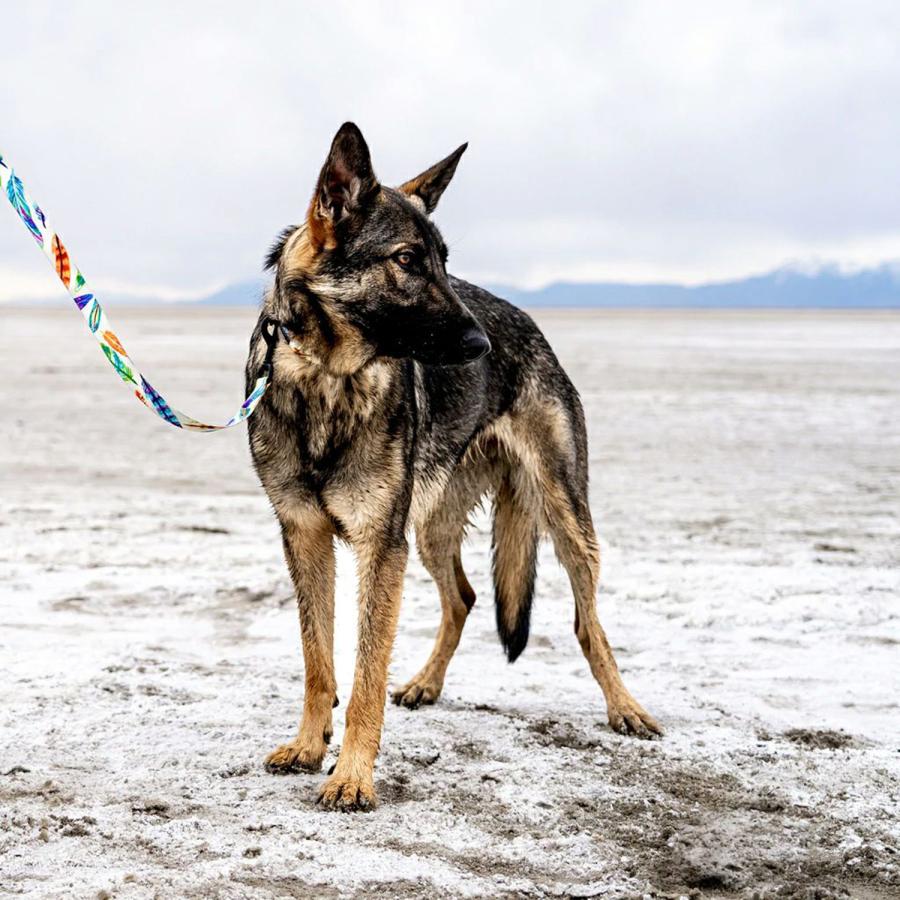 ウルフギャング WOLFGANG 首輪 犬用品 中型犬 Mサイズ カラー COLLAR マン&ビースト MAN&BEAST｜goodslabo｜18