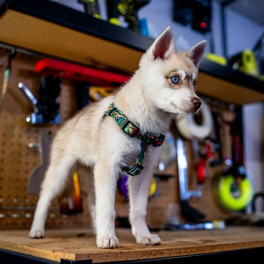 ウルフギャング WOLFGANG ハーネス 犬 Lサイズ 小型犬 引っ張り 防止 抜けない 介護 ドッグ ペット 丈夫 HARNESS WH-003の画像