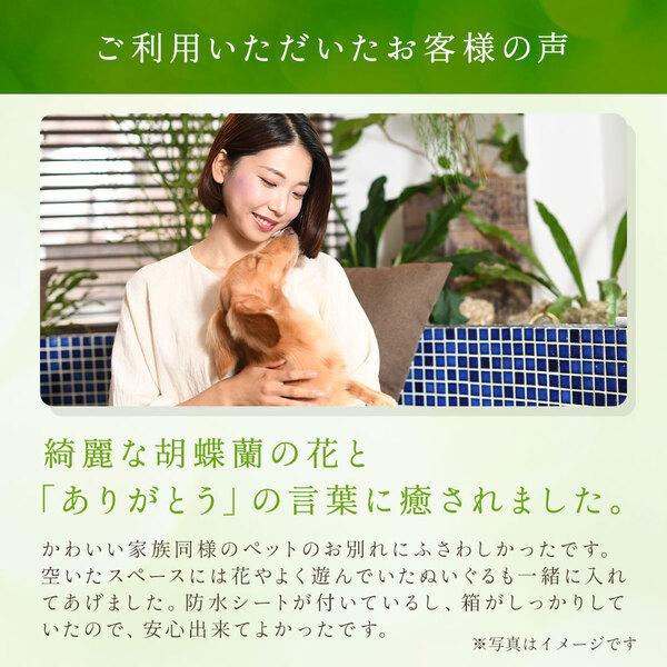 ペット用棺やすらぎ  中サイズ 【即日発送】 小型犬 お別れ窓付 防水シート付 胡蝶蘭 ペット棺桶 ひつぎ ダンボール棺 柩 ※お悔み花は付いておりません｜goodwork｜10