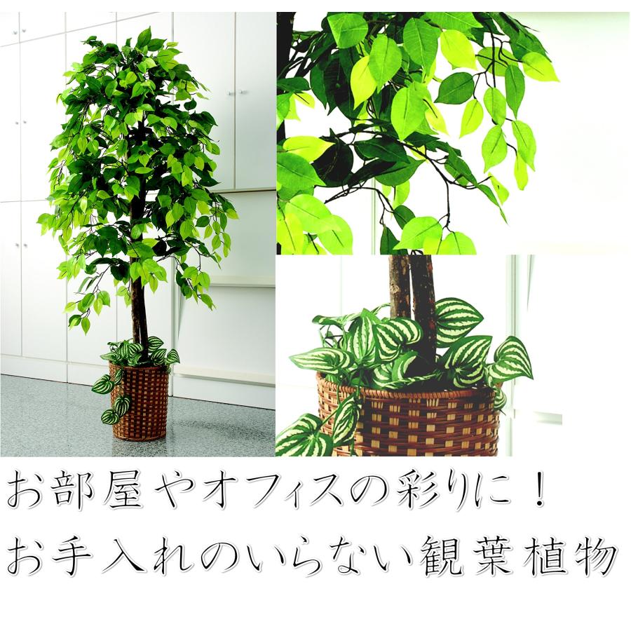 ビータ(Vita) ベンジャミン 人工観葉植物 幅70×高さ160cm フェイク