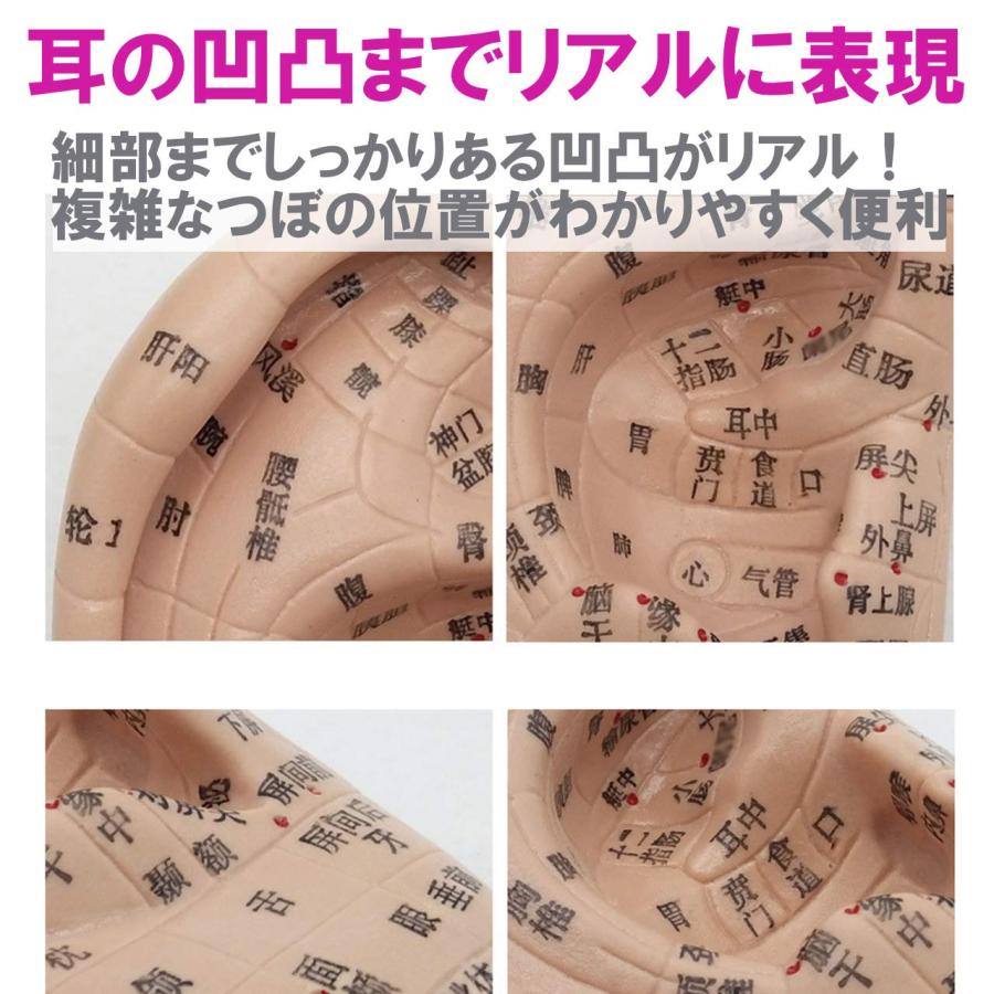 フェリモア 耳模型 耳つぼ模型 日本語表記 持ち運びに便利