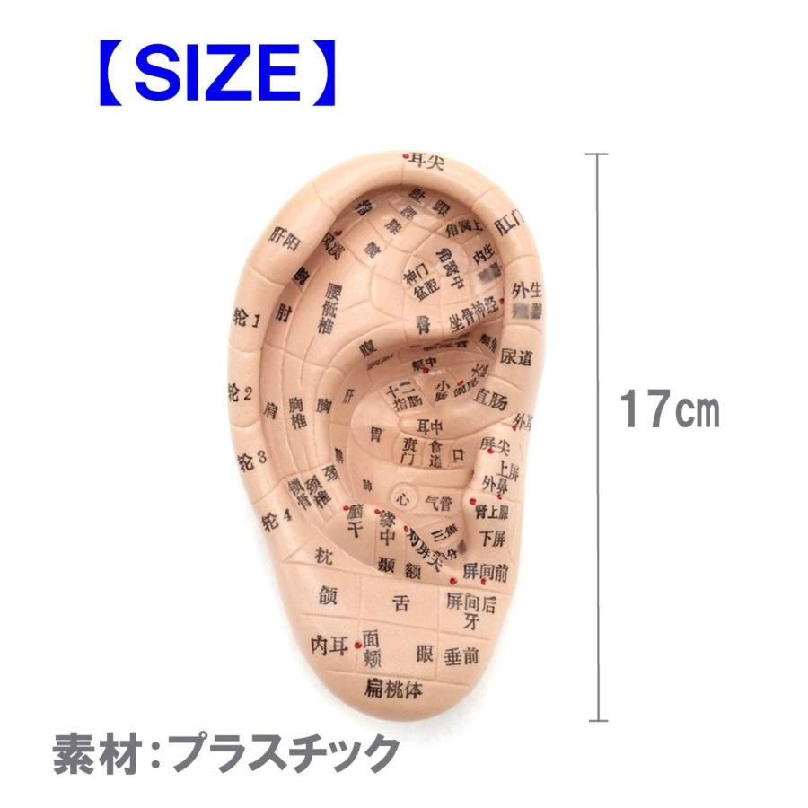 20個セット 未使用 FENGFAN 耳つぼ模型 耳ツボマッサージ 中国語表記 Amazon.co.jp: Beautear 耳模型 日本語版 17cm 耳つぼ模型 耳