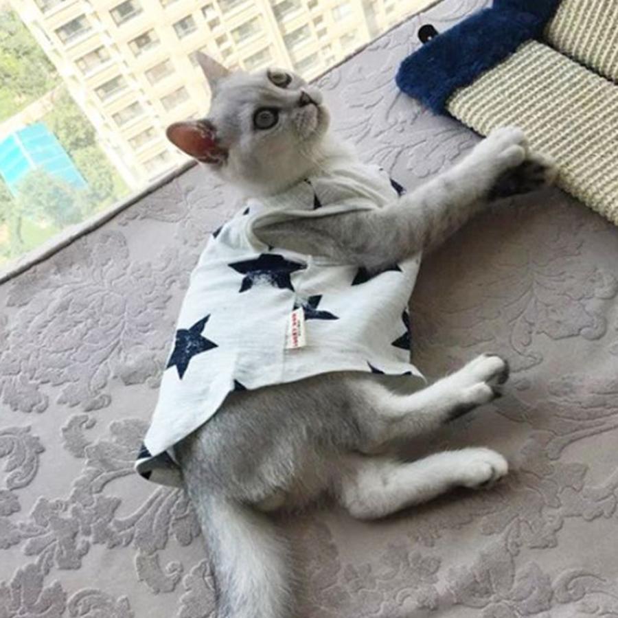 猫用 服 かわいい 猫 洋服 ｔシャツ ペット服 子猫 おしゃれ ねこ ウェア コットン X7 いいひ Yahoo ショッピング店 通販 Yahoo ショッピング
