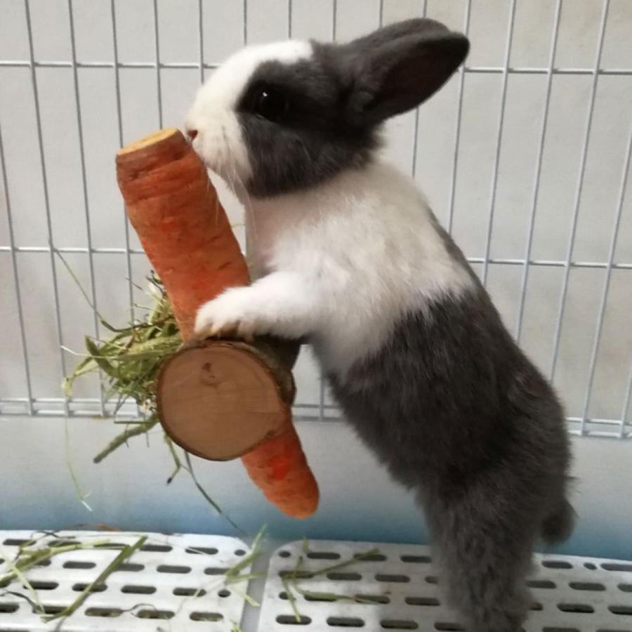 うさぎ 牧草入れ えさいれ ウサギ チモシー フィーダー チンチラ 餌入れ フード スタンド デグー かじり木 モルモット おもちゃ Y7 いいひ Yahoo ショッピング店 通販 Yahoo ショッピング