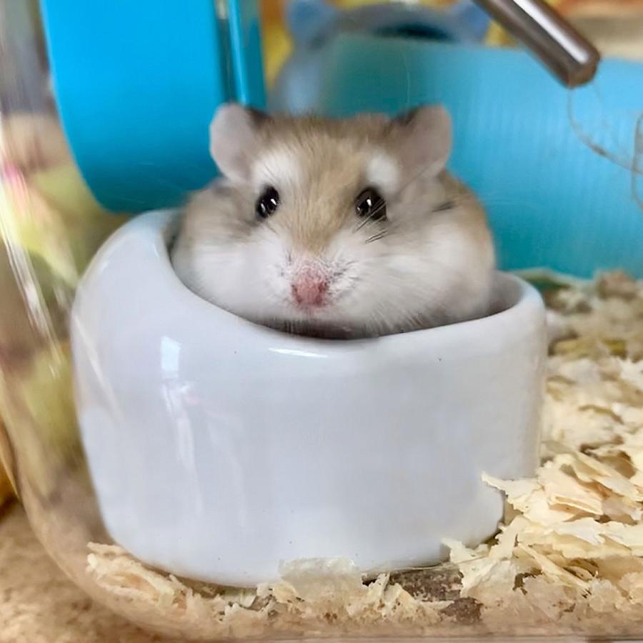 2個セット】ハムスター 水飲み 餌入れ 陶器 ハリネズミ えさいれ えさ