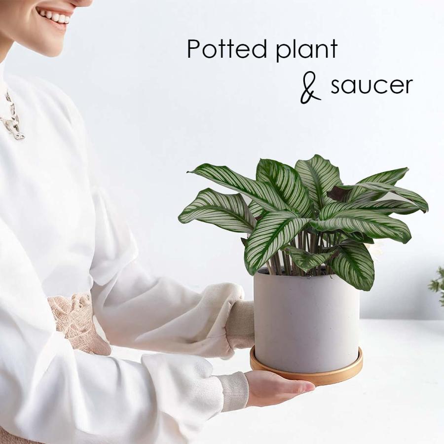 植木鉢 おしゃれ 室内 プランター 陶器 観葉植物 多肉植物 鉢 受け皿