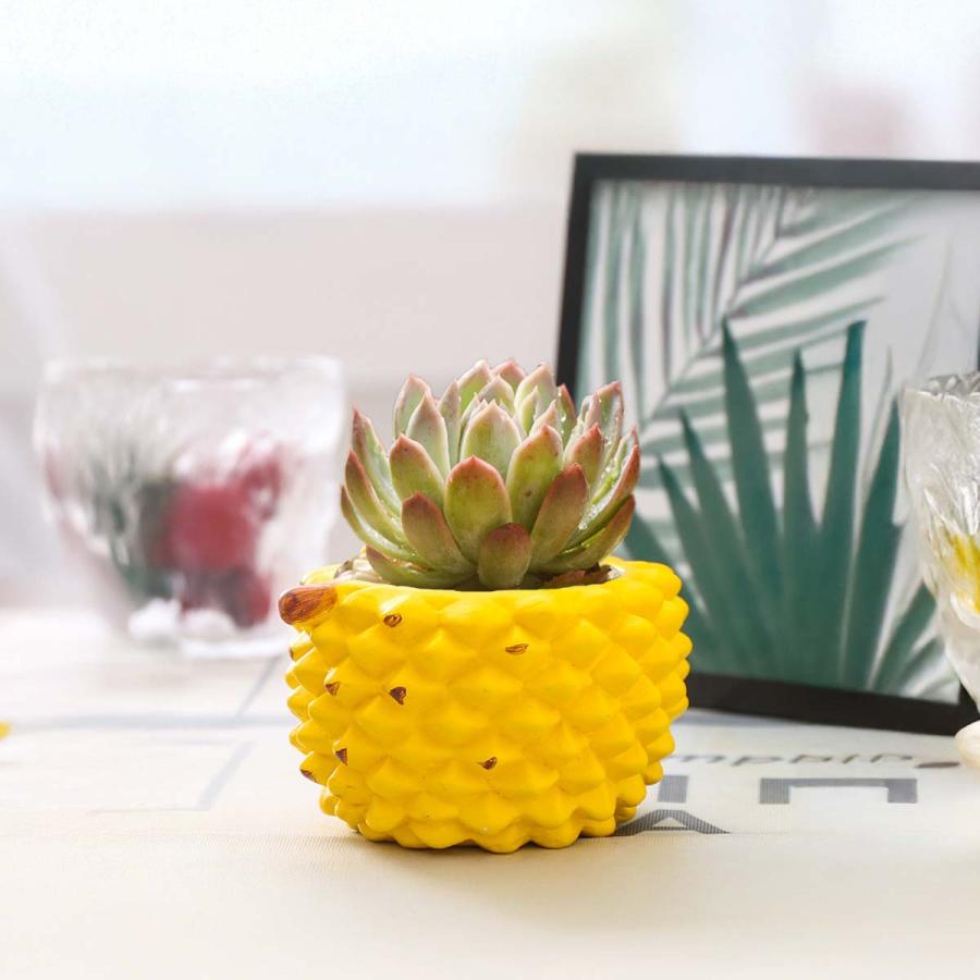 5点セット】植木鉢 おしゃれ 多肉植物 プランター セット 陶器 鉢 観葉