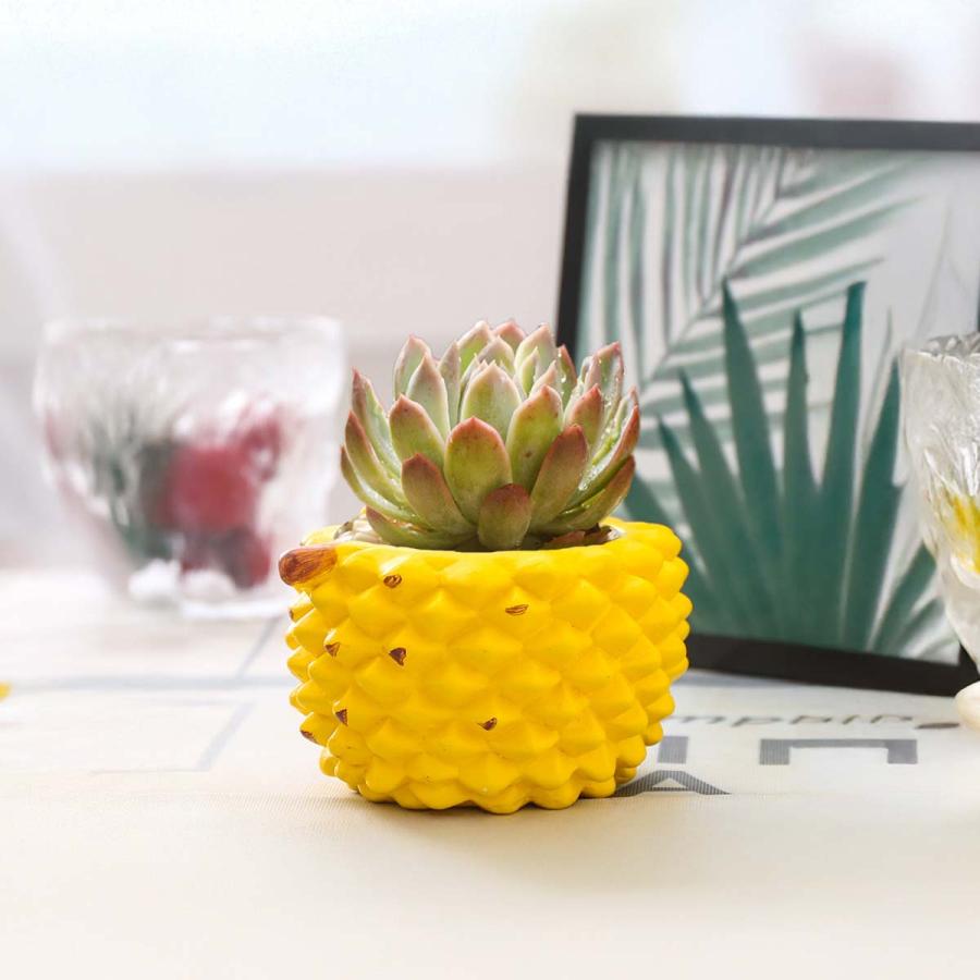 5点セット】植木鉢 おしゃれ 多肉植物 プランター セット 陶器 鉢 観葉