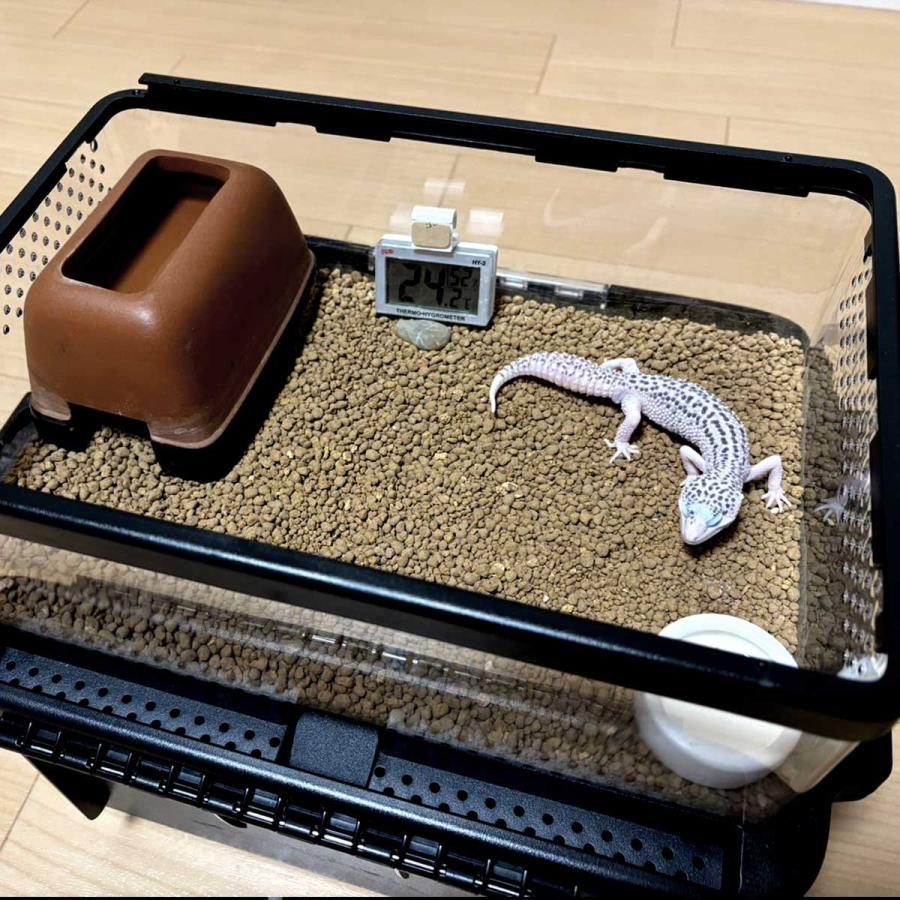 持ち運び可能】爬虫類 ケージ 持ち運び 飼育ケース プラスチック 散歩