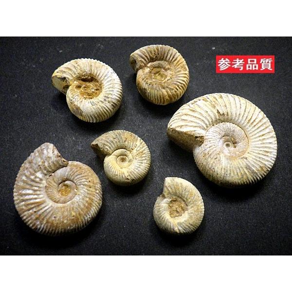 アンモナイト ペリスフィンクテス 100石セット 900g 化石