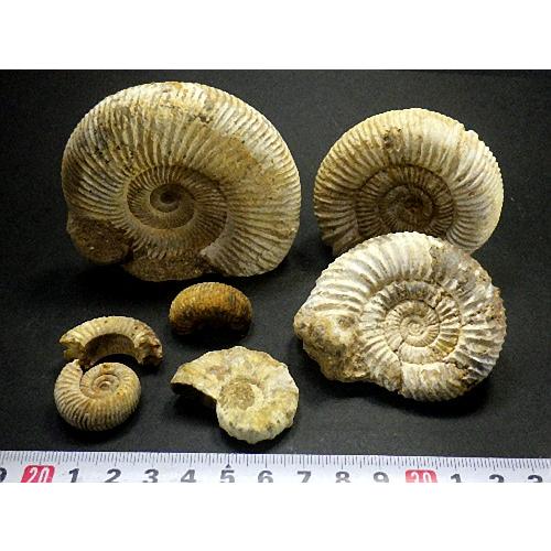 アンモナイト1kg 14個セット 化石 マダガスカル産 標本 実習用