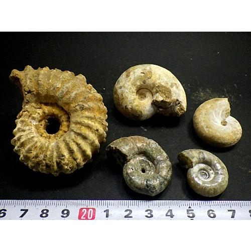 アンモナイト1kg 14個セット 化石 マダガスカル産 標本 実習用
