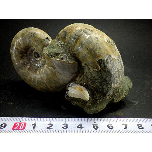 アンモナイト1kg 14個セット 化石 マダガスカル産 標本 実習用