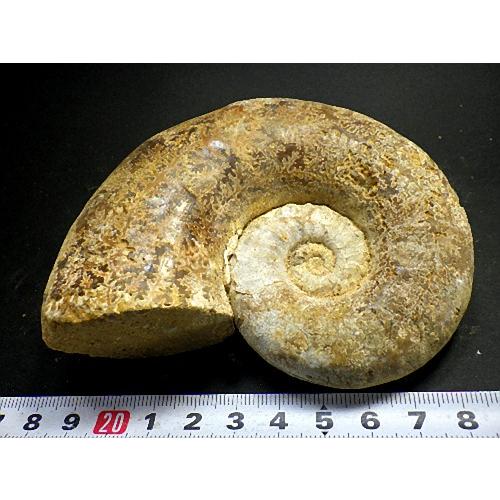 アンモナイト1kg 14個セット 化石 マダガスカル産 標本 実習用