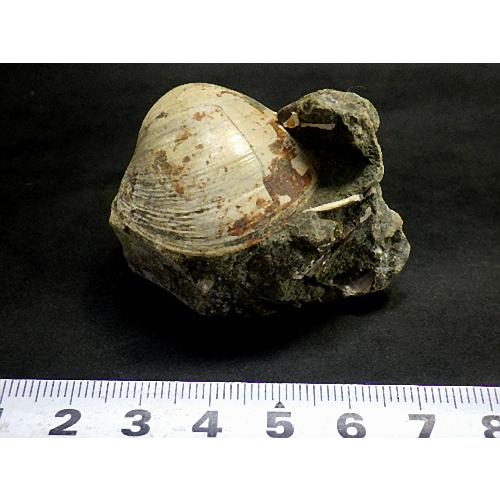 アンモナイト1kg 14個セット 化石 マダガスカル産 標本 実習用
