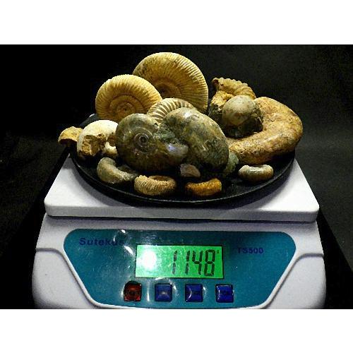 アンモナイト1kg 14個セット 化石 マダガスカル産 標本 実習用