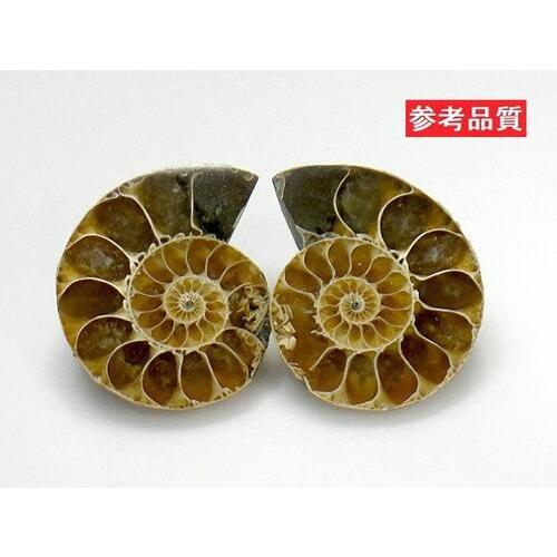 アンモナイト ペアー売り20〜30mm クレオニセラス Ammonite