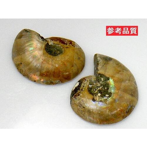 アンモナイト ペアー売り20〜30mm クレオニセラス Ammonite