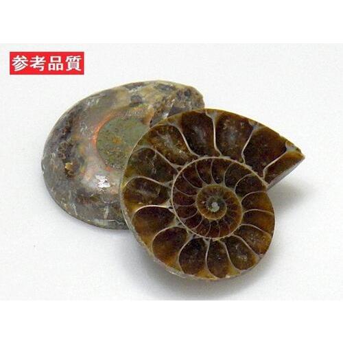 アンモナイト ペアー売り20〜30mm クレオニセラス Ammonite