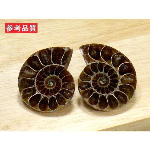 アンモナイト ペアー売り20〜30mm クレオニセラス Ammonite
