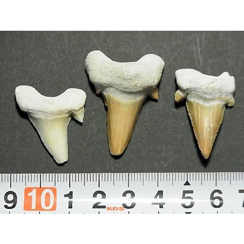 サメの歯 化石 10個セット 鮫の歯 Shark teeth fossils モロッコ産