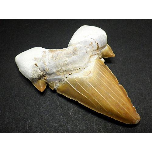 特大 サメの歯 化石 3石セット60mmアップ 鮫の歯 corax Shark