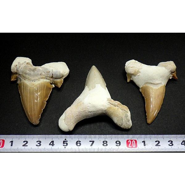 特大 サメの歯 化石 3石セット60mmアップ 鮫の歯 corax Shark