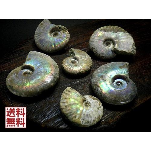 アンモナイト 1kg37石セット 化石 マダガスカル産 標本 実習用