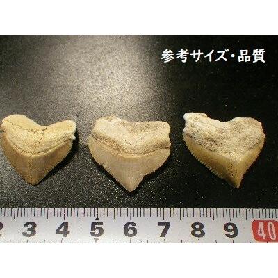 サメの歯 化石 10個セット売り 鮫の歯 corax Shark teeth