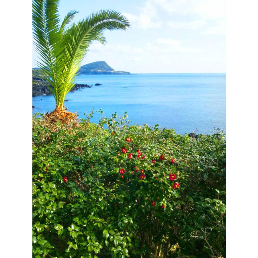 五島つばき茶リーフ 100グラム |  | 04