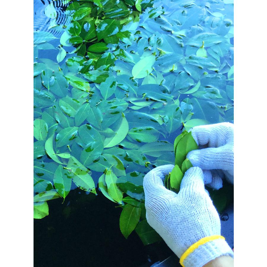 五島つばき茶リーフ 50グラム |  | 04