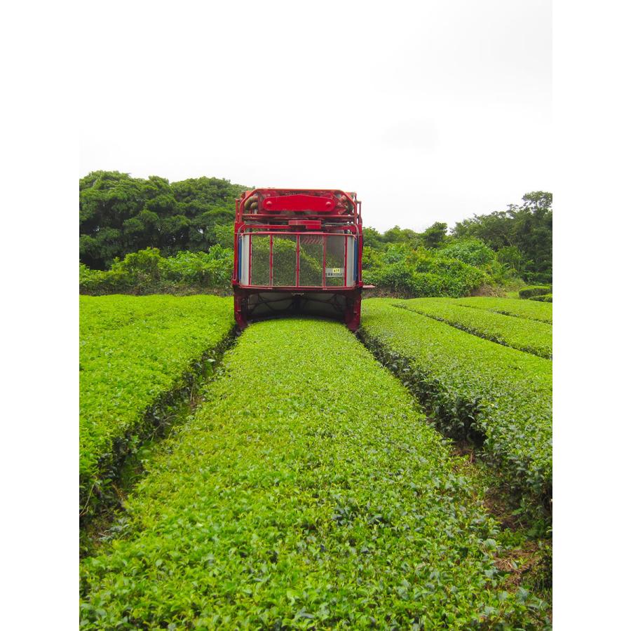 有機和紅茶リーフ 50グラム |  | 05