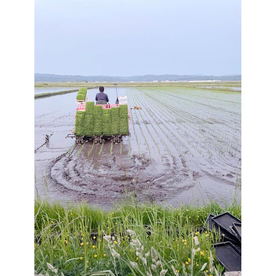 米 令和7年産 宮城県産 登米市産 ひとめぼれ 玄米 30kg (10kg×3袋