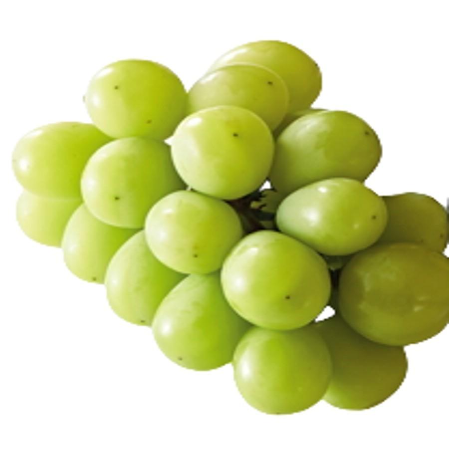 10周年記念イベントが ポイント10 期間限定 7月31日迄 お中元 22 岡山 山口新月園 岡山産 マスカットオブアレキサンドリア 西武簡易対応