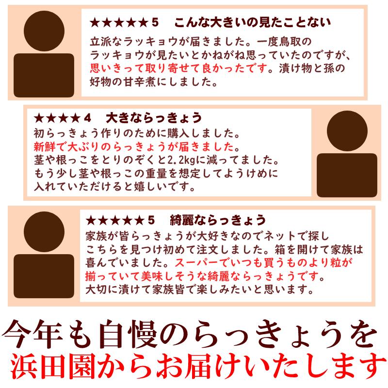 鳥取県産 浜田さんの鳥取砂丘らっきょう 3kg 砂付き 根付き 茎付き らくだ 簡単漬けのレシピ付き 生らっきょう 大きさ不揃い 福部 浜田園 種 苗 土 保証書付