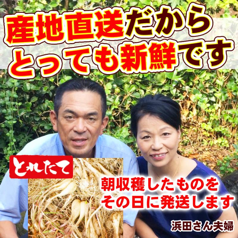 楽天1位6冠／浜田さんの砂丘らっきょう 10kg 鳥取県産 浜田園 