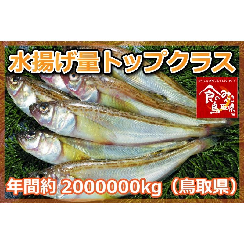 鳥取県産 干し ハタハタ 有頭 30尾 40尾 1kg前後 干物 一夜干し 冷凍 はたはた 鰰 浜下水産 産地直送 他のメーカー商品との同梱不可 代引不可 日付指定不可 鳥取人のごっつおう市場 食 通販 Yahoo ショッピング