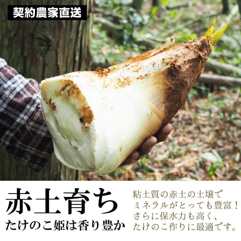 26年春新物予約 高級筍 米ぬか研ぎ汁不要 受付後に朝掘り 道の駅で人気 たけのこ姫 茹でるだけ 朝採れ 3本 竹の子  産地直送 生 皮付き 赤土 はらだ農産 冷蔵 |  | 02