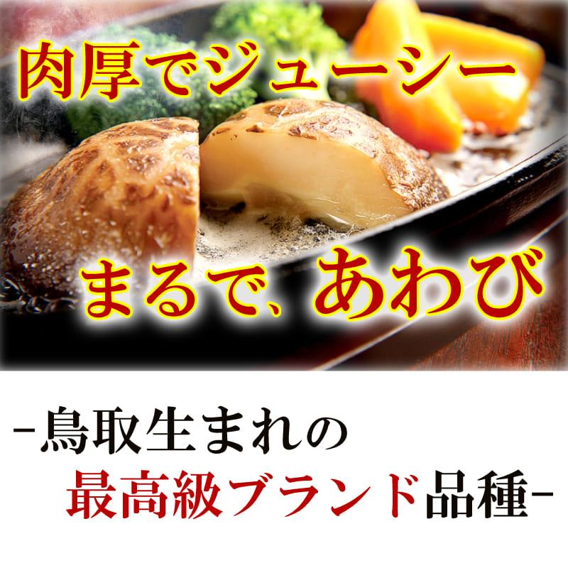 原木しいたけ 干し椎茸 国産(とっとり115)原木椎茸 セット 原木しいたけ 干し椎茸 国産(とっとり115)原木椎茸 セット