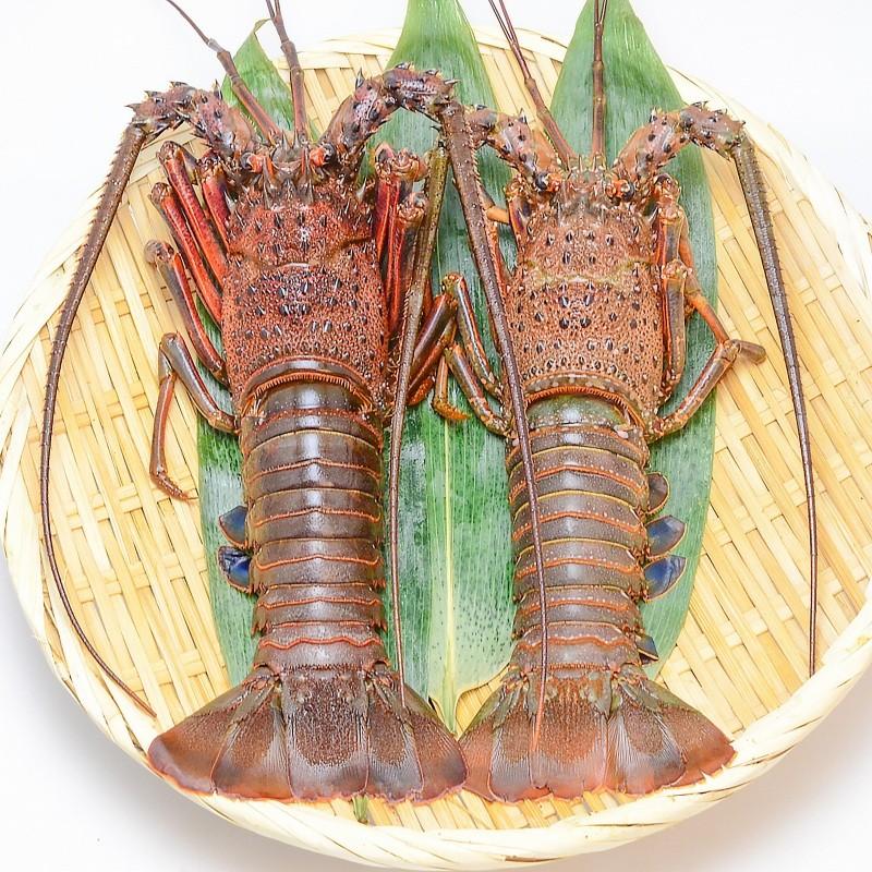 伊勢海老 ロブスターセット 国産 伊勢エビ 230 250g前後 ロブスター 冷凍重量270g前後 Ise Lobster Set 訳あり 高級食材 グルメの王様 通販 Yahoo ショッピング