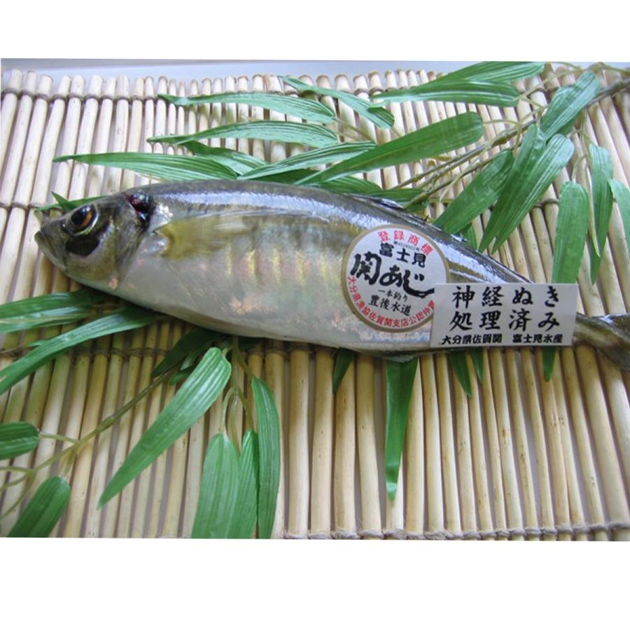 関アジ 大1尾 (鮮魚)(代引支払不可)(産地直送) 大分 富士見水産 : グルメ大分 - 通販 - Yahoo!ショッピング