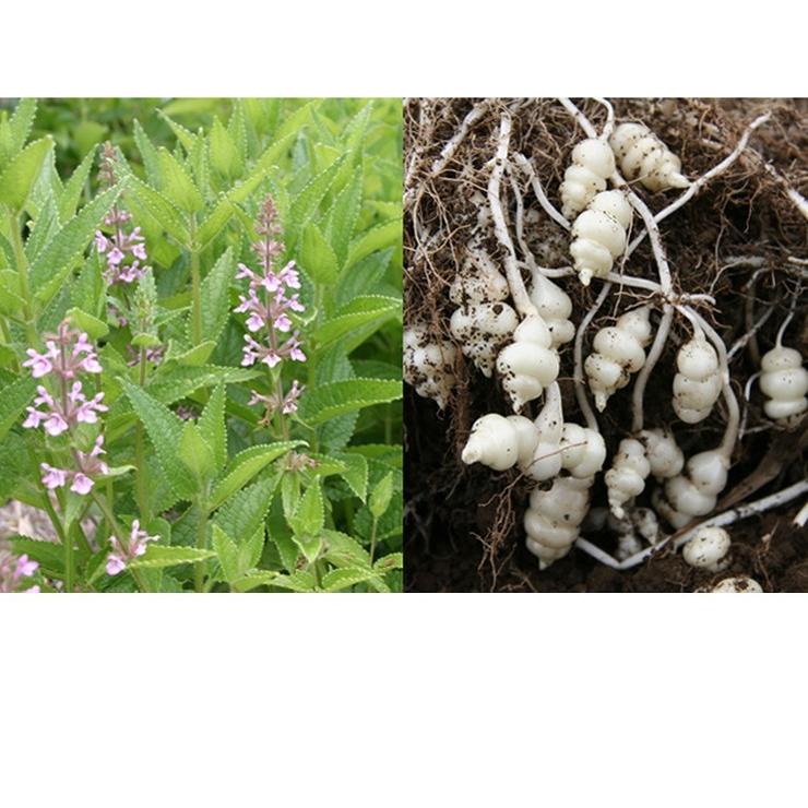 長老喜 150g ちょろぎ 竹田つけもの 大分県農業協同組合 Sonota 086 グルメ大分 通販 Yahoo ショッピング