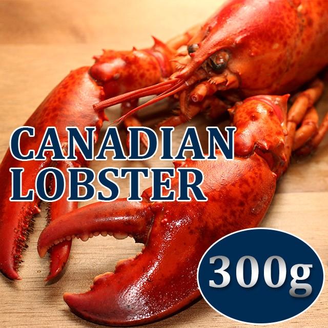 グルメ大陸加熱済み カナダ産 オマール ロブスター 300g エビ 海老 冷凍 パーティー お歳暮 クリスマス 正規品スーパーsale 店内全品キャンペーン