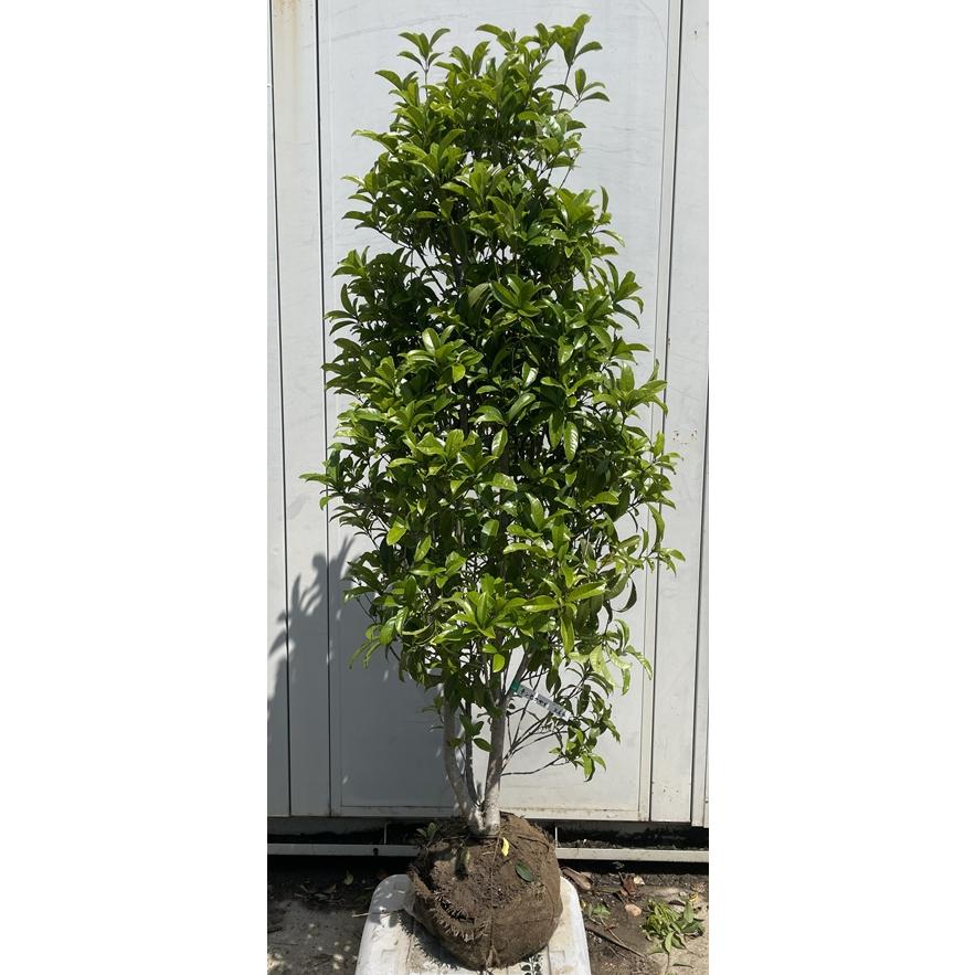 現品》キンモクセイ 樹高2.0m（根鉢含まず）211【金木犀/苗木/植木 
