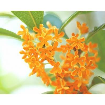 現品》キンモクセイ 樹高2.0m（根鉢含まず）211【金木犀/苗木/植木 