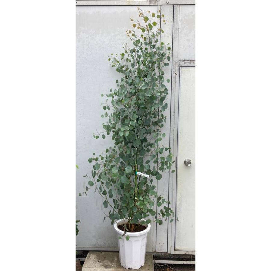 現品発送 送料無料 ユーカリ ポポラス 樹高1 8ｍ 鉢含まず 115 鉢 鉢植え 苗木 植木 庭木 ポポラスの木 北海道 東北 離島は別途送料が必要 ガーデンプラス 通販 Yahoo ショッピング
