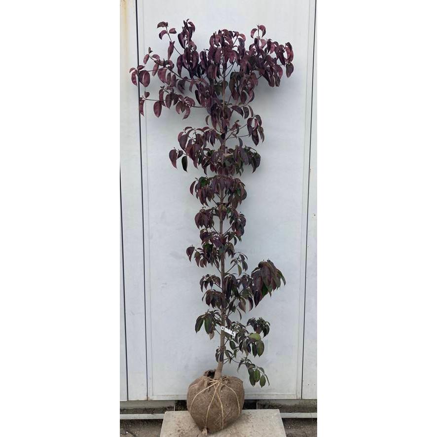 人気色 現品発送 送料無料 常緑山法師 月光 ゲッコウ 樹高1 8ｍ 根鉢含まず 39 苗木 植木 庭木 鉢植え ヤマボウシ 北海道 東北 離島は別途送料が必要 割50 Themontessoricg Com